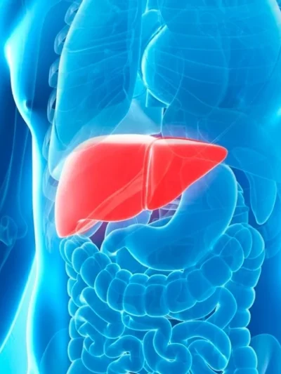 Liver